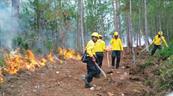 Incendios forestales amenazan la resiliencia ambiental