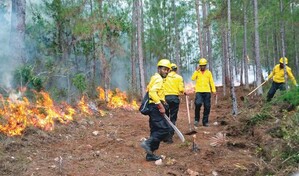 Incendios forestales amenazan la resiliencia ambiental