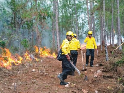 Incendios forestales amenazan resiliencia ambiental