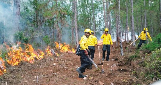 Incendios forestales amenazan la resiliencia ambiental
