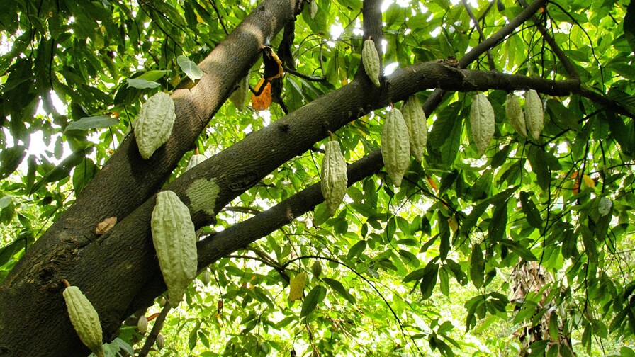 San Francisco de Macor&iacute;s: donde la productividad se convirti&oacute; en sistema