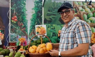 M&aacute;s de 300 tipos de mangos criollos son presentados en la feria Ban&iacute;
