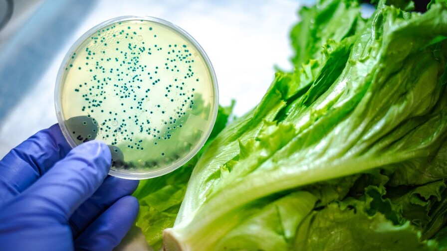 OMS advierte que contaminaci&oacute;n alimentaria causa 1.5 millones de muertes globales cada a&ntilde;o