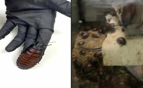 Australia incauta 100,000 cucarachas en redada contra criadero clandestino de insectos