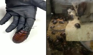 Australia incauta 100,000 cucarachas en redada contra criadero clandestino de insectos