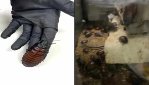 Australia incauta 100,000 cucarachas en redada contra criadero clandestino de insectos