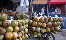 Las Bahamas se perfila como mercado clave para la expansi&oacute;n del coco dominicano