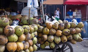 Las Bahamas se perfila como mercado clave para la expansi&oacute;n del coco dominicano
