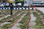 La DNCD desmantela campo de cultivo de presunta marihuana en San José de Ocoa La DNCD desmantela campo de cultivo de presunta marihuana en San José de Ocoa