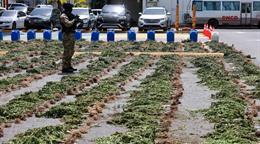 La DNCD desmantela campo de cultivo de presunta marihuana en San Jos&eacute; de Ocoa