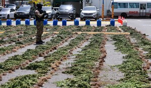 La DNCD desmantela campo de cultivo de presunta marihuana en San Jos&eacute; de Ocoa