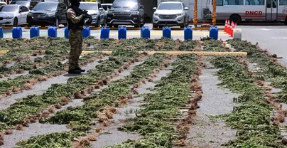 La DNCD desmantela campo de cultivo de presunta marihuana en San Jos&eacute; de Ocoa