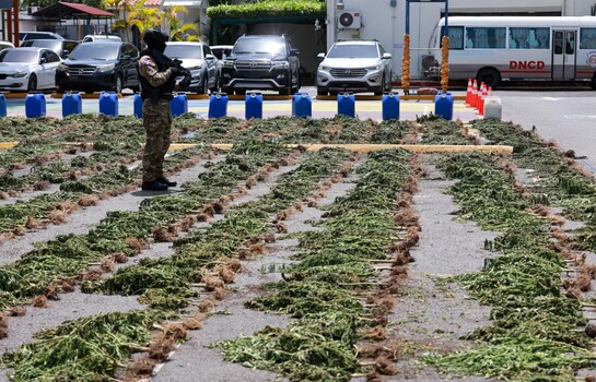 La DNCD desmantela campo de cultivo de presunta marihuana en San Jos&eacute; de Ocoa