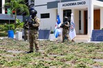La DNCD incauta en cuatro meses más de 4,800 plantas de marihuana en la región Sur La DNCD incauta en cuatro meses más de 4,800 plantas de marihuana en la región Sur