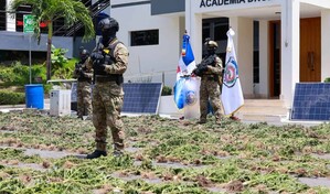 La DNCD incauta en cuatro meses m&aacute;s de 4,800 plantas de marihuana en la regi&oacute;n Sur