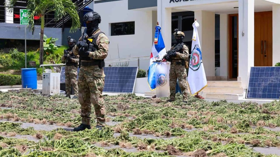 La DNCD incauta en cuatro meses más de 4,800 plantas de marihuana en la región Sur La DNCD incauta en cuatro meses más de 4,800 plantas de marihuana en la región Sur