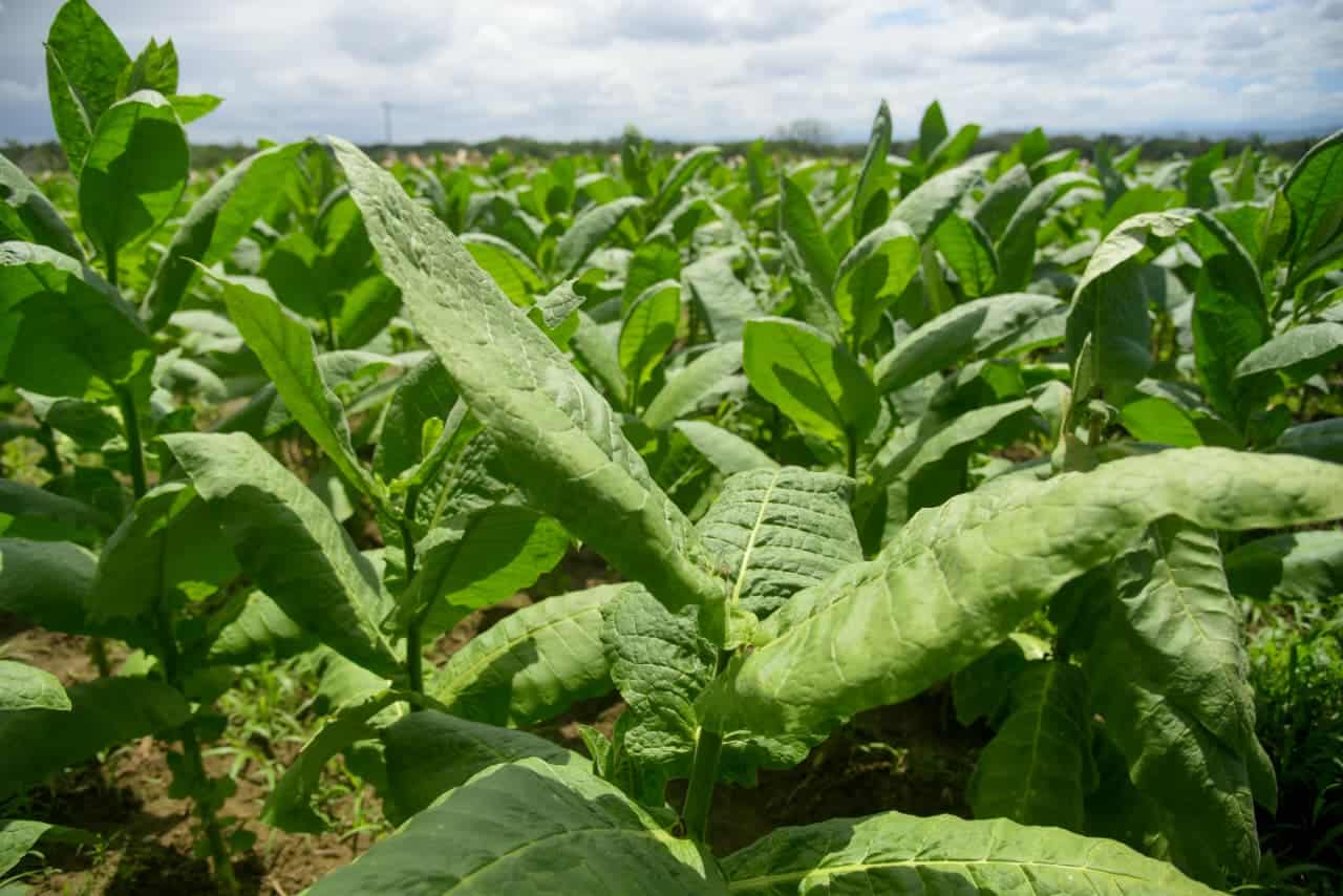 Plantaci&oacute;n de tabaco en las tierras del Cibao.