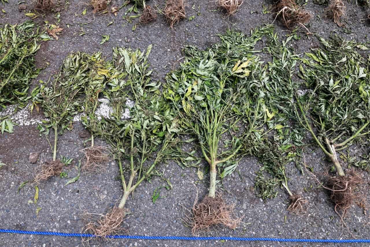 Las plantas decomisadas.