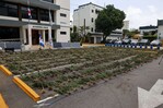 Sembradío desmantelado en Ocoa contenía 3,533 plantas de marihuana Sembradío desmantelado en Ocoa contenía 3,533 plantas de marihuana
