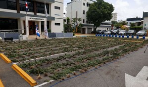 Sembrad&iacute;o desmantelado en Ocoa conten&iacute;a 3,533 plantas de marihuana