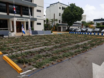 El decomiso de marihuana en Ocoa totalizó 3,533 plantas
