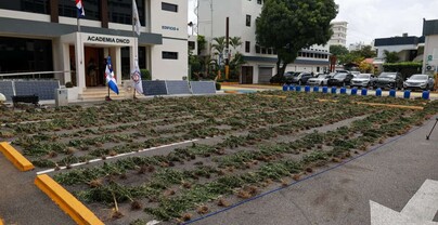 Sembrad&iacute;o desmantelado en Ocoa conten&iacute;a 3,533 plantas de marihuana