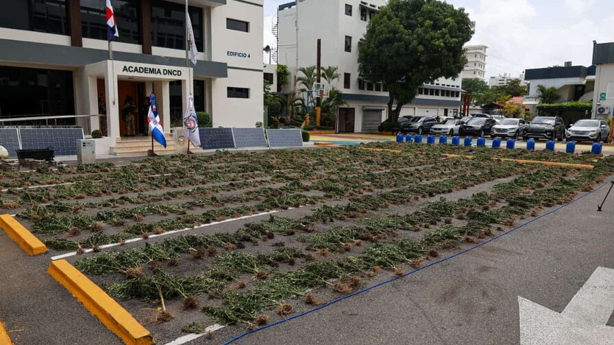 Sembradío desmantelado en Ocoa contenía 3,533 plantas de marihuana Sembradío desmantelado en Ocoa contenía 3,533 plantas de marihuana