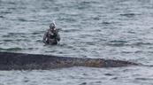 La ballena varada que caus&oacute; furor medi&aacute;tico en Alemania ser&aacute; convertida en biocombustible