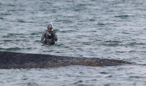 La ballena varada que caus&oacute; furor medi&aacute;tico en Alemania ser&aacute; convertida en biocombustible