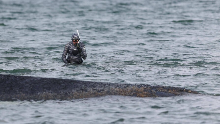La ballena varada que caus&oacute; furor medi&aacute;tico en Alemania ser&aacute; convertida en biocombustible