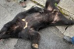 Capturan al oso que mantuvo en alerta a ciudad japonesa durante cuatro días