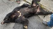 Capturan al oso que mantuvo en alerta a ciudad japonesa durante cuatro d&iacute;as