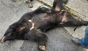 Capturan al oso que mantuvo en alerta a ciudad japonesa durante cuatro d&iacute;as