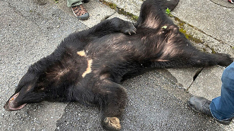 Capturan al oso que mantuvo en alerta a ciudad japonesa durante cuatro días Capturan al oso que mantuvo en alerta a ciudad japonesa durante cuatro días