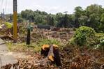 Ampliación del peaje de la 6 de Noviembre obliga a talar árboles, dice Medio Ambiente Ampliación del peaje de la 6 de Noviembre obliga a talar árboles, dice Medio Ambiente
