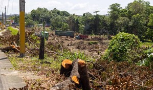 Ampliaci&oacute;n del peaje de la 6 de Noviembre obliga a talar &aacute;rboles, dice Medio Ambiente