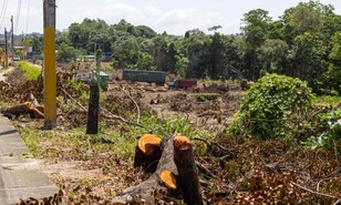 Ampliaci&oacute;n del peaje de la 6 de Noviembre obliga a talar &aacute;rboles, dice Medio Ambiente