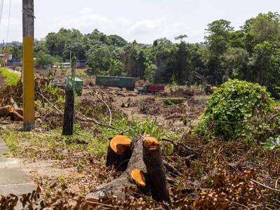 Medio Ambiente justifica tala de árboles para ampliar peaje