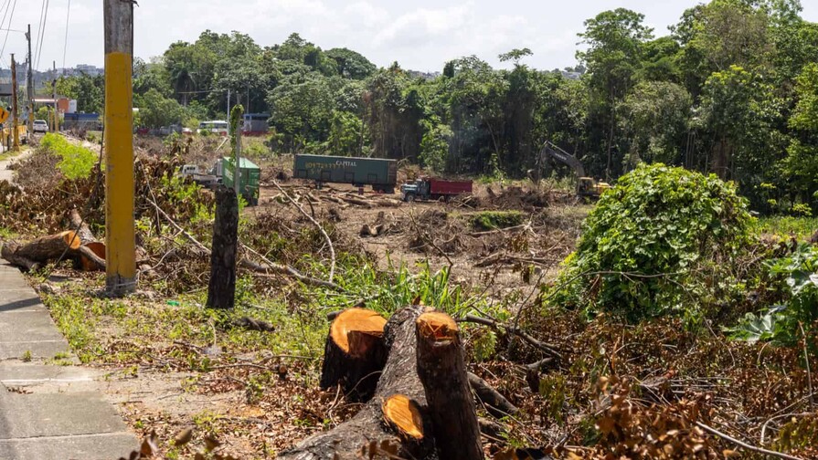 Ampliación del peaje de la 6 de Noviembre obliga a talar árboles, dice Medio Ambiente Ampliación del peaje de la 6 de Noviembre obliga a talar árboles, dice Medio Ambiente