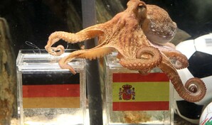 Del pulpo Paul a la Inteligencia Artificial: los chatbots revelan sus favoritos para el Mundial 2026