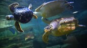 China alerta sobre tortugas esp&iacute;as que buscan secretos en sus aguas