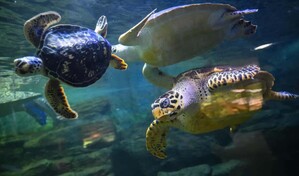 China alerta sobre tortugas esp&iacute;as que buscan secretos en sus aguas