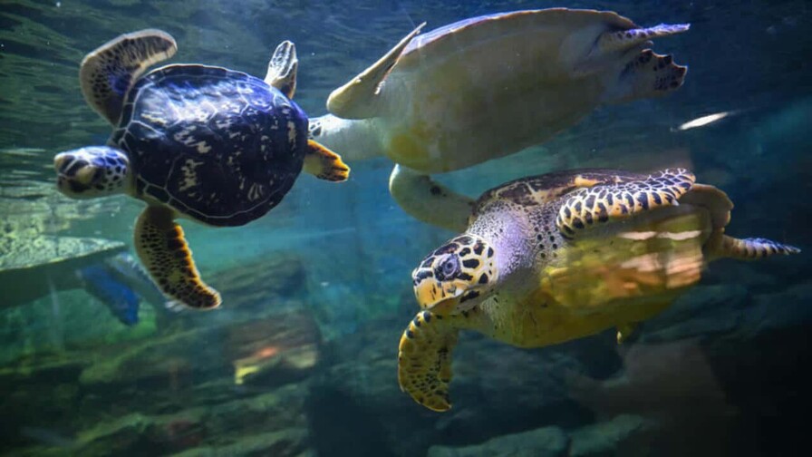 China alerta sobre tortugas espías que buscan secretos en sus aguas China alerta sobre tortugas espías que buscan secretos en sus aguas