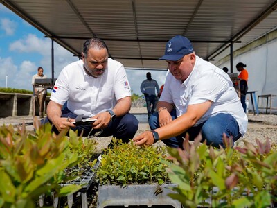 El bosque que produce electricidad