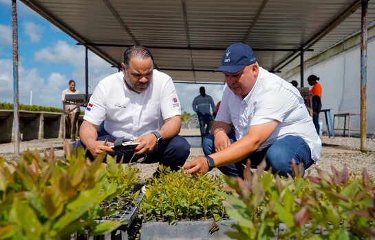 El bosque que produce energ&iacute;a