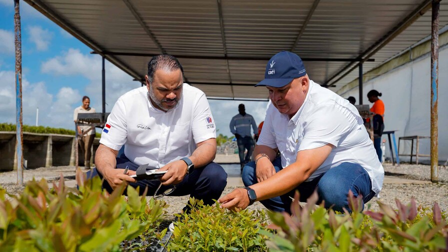 El bosque que produce energía El bosque que produce energía