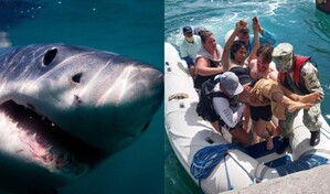 Un tibur&oacute;n ataca a una turista australiana en una pierna en las islas Gal&aacute;pagos de Ecuador