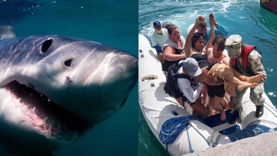 Un tiburón ataca a una turista australiana en una pierna en las islas Galápagos de Ecuador Un tiburón ataca a una turista australiana en una pierna en las islas Galápagos de Ecuador