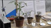 Uruguay desarrolla tecnolog&iacute;a magn&eacute;tica pionera que acelera la germinaci&oacute;n de semillas