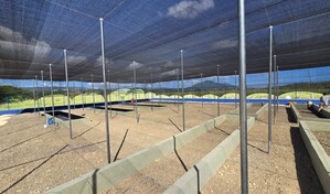 Punta Bergant&iacute;n desarrolla vivero de especies nativas y amenazadas para la conservaci&oacute;n ambiental